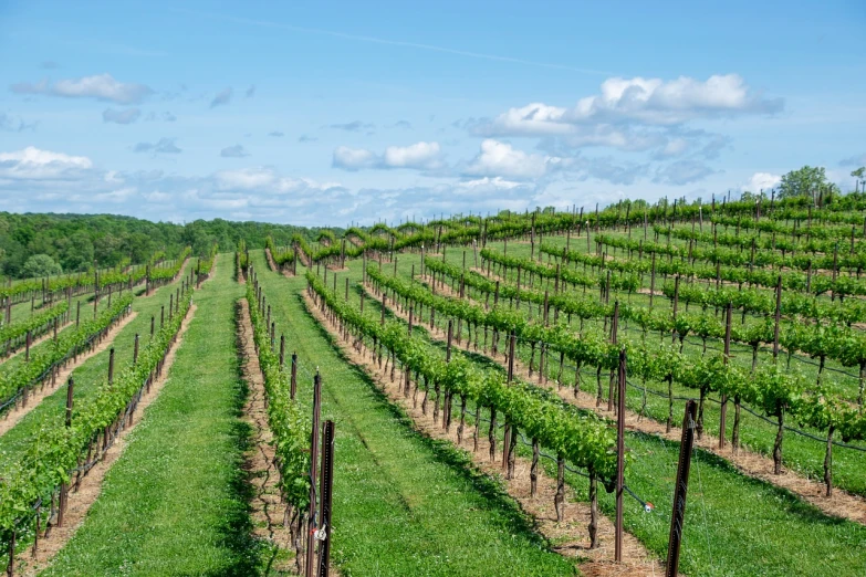 a vineyard field with rows of grape plants, by Robert Richenburg, shutterstock, ny, 🤬 🤮 💕 🎀, very wide wide shot, springtime