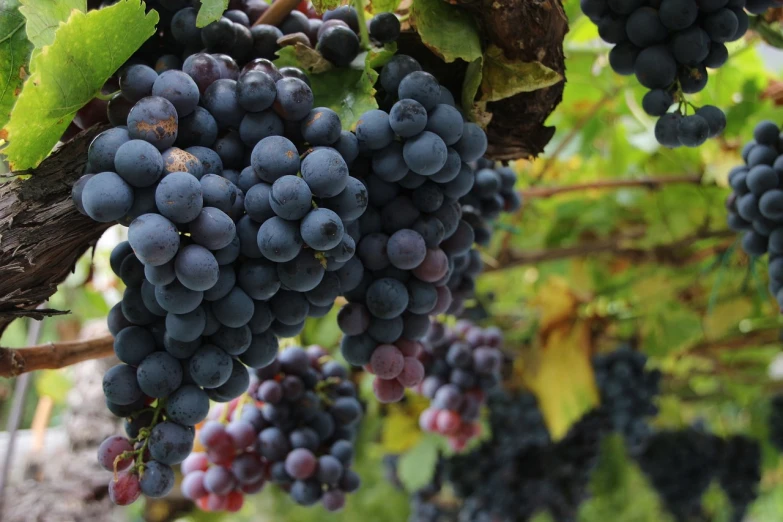 a bunch of black grapes hanging from a vine, by Julian Hatton, pexels, realism, wine-red and grey trim, picton blue, wallpaper - 1 0 2 4, 1 6 x 1 6