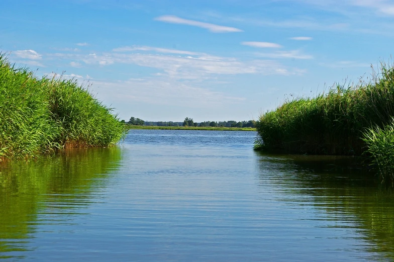 a body of water surrounded by tall grass, a picture, by Maksimilijan Vanka, shutterstock, wide river and lake, hot summer day, stock photo