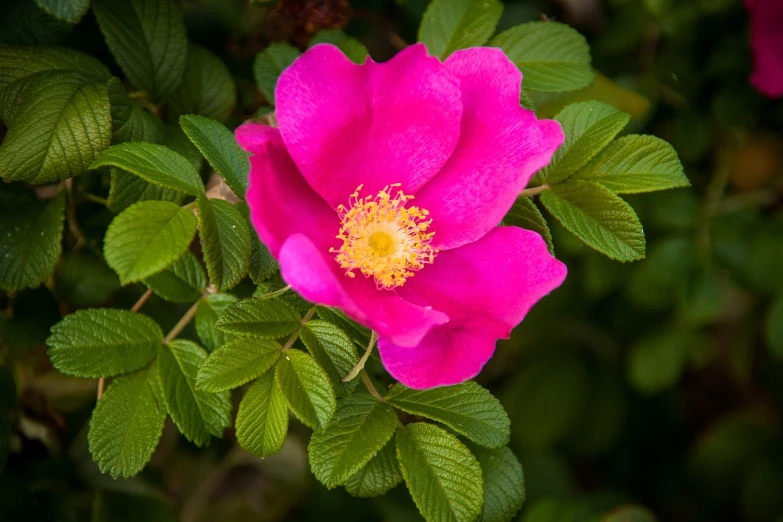 a close up of a pink flower with green leaves, by Robert Brackman, pexels, rose-brambles, full of colour 8-w 1024, william open, mathematical