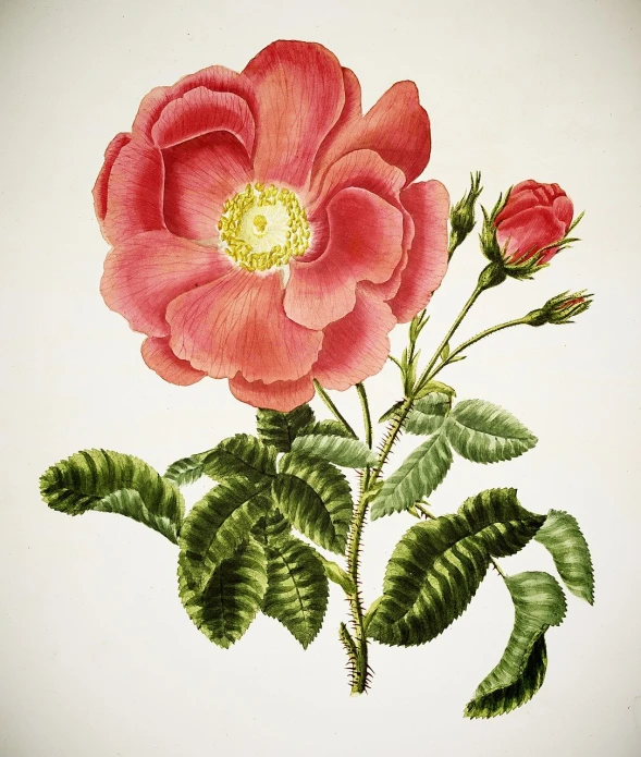 a painting of a pink rose with green leaves, an illustration of, by Maria Sibylla Merian, pexels, red flower, aged 2 5, istock, edwin long