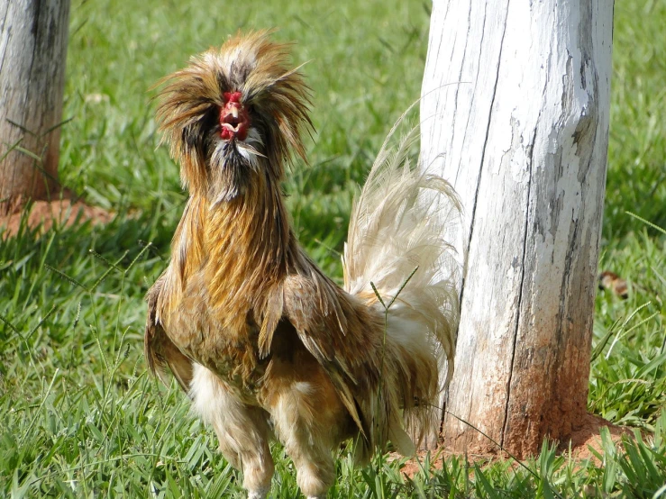 a rooster standing in the grass next to a tree, flickr, crazy hair, charizard dog hybrid animal, ugly!!!!!!, brazilian