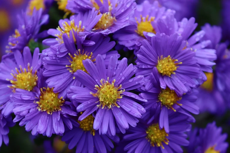 a bunch of purple flowers with yellow centers, strong blue rimlit, mitose, high quality product image”