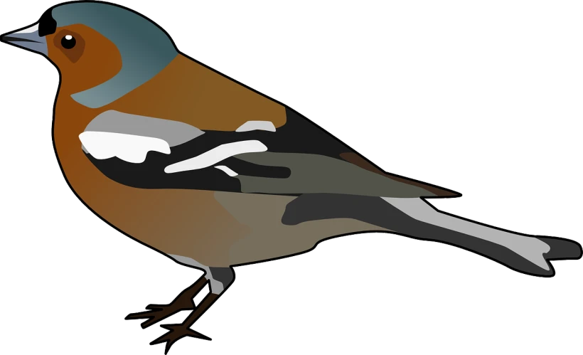 a close up of a bird on a white background, an illustration of, trending on pixabay, fullbody photo, camo, robin, full color illustration