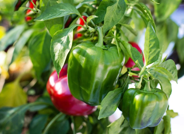 a bunch of green and red peppers growing on a plant, renaissance, vibrant greenery outside, high quality product image”