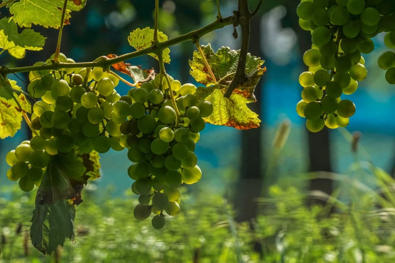 a bunch of green grapes hanging from a vine, a picture, by Jacob Kainen, pixabay contest winner, summer morning light, vines along the jungle floor, wallpaper - 1 0 2 4, pur champagne damery