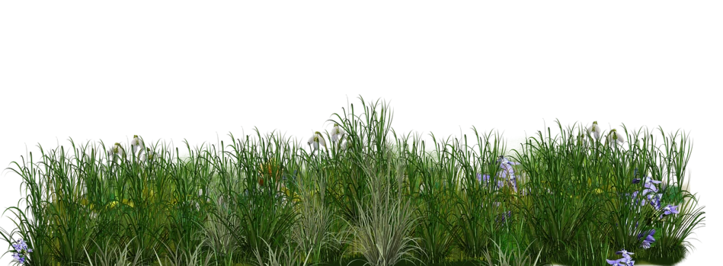 a bunch of flowers that are in the grass, a raytraced image, polycount, on a dark swampy bsttlefield, stereogram, wide irises, with a black background