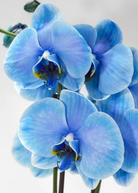 a close up of some blue flowers in a vase, bauhaus, 3 d giant orchid flower, product introduction photo, orchid stems, fresh