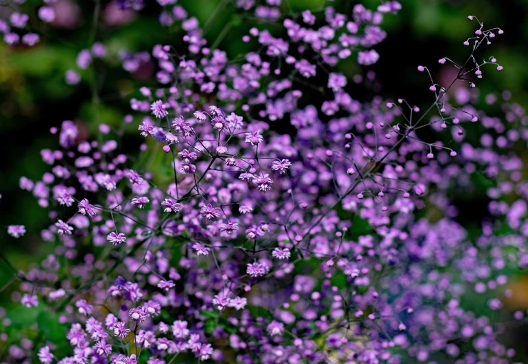 a close up of a bunch of purple flowers, a portrait, sōsaku hanga, gypsophila, on a planet of lush foliage, beautiful high resolution, fragrant plants