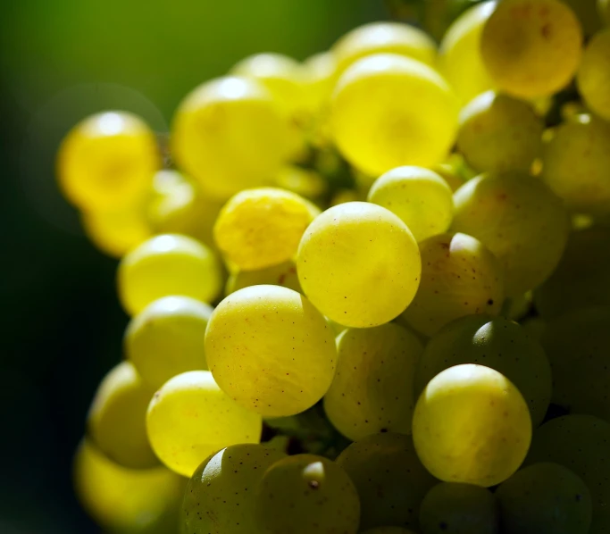 a close up of a bunch of grapes, a macro photograph, by Thomas Häfner, shutterstock, green and yellow tones, good lighted photo, albino, stock photo