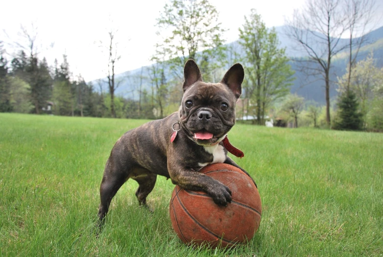 a dog that is standing in the grass with a ball, dribble contest winner, french bulldog, playing basketball, edd cartier, photo taken with provia