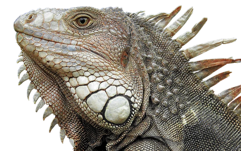 a close up of a lizard on a black background, a photo, by Robert Noble, featured on zbrush central, photorealism, iguana, highly detailed muted colors, detailed head, intricately detailed scales