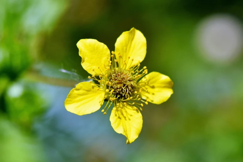 a close up of a yellow flower with a blurry background, hurufiyya, protophyta, immature, local conspirologist, wikimedia