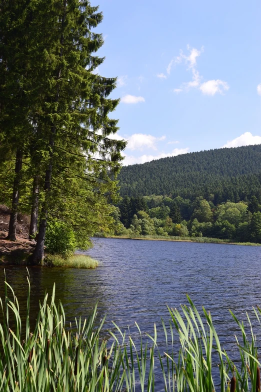 a large body of water surrounded by trees, les nabis, german forest, beautiful summer landscape, woodland location, hill