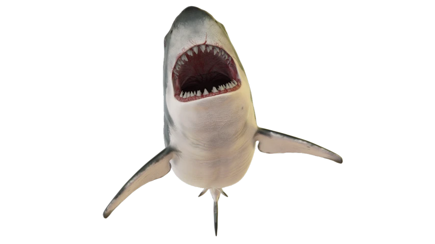 a close up of a shark with its mouth open, conceptual art, realistic 3d model, overhead, ultra high res, very sharp photo