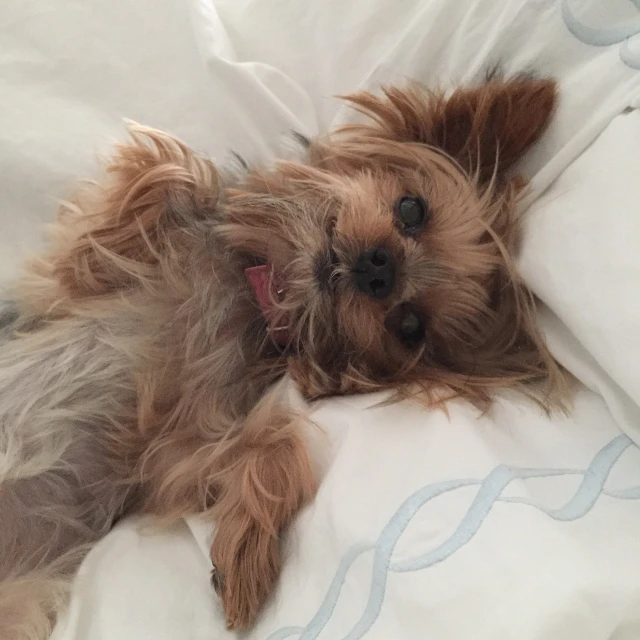 a small brown dog laying on top of a bed, by Matthew Smith, trending on reddit, yorkshire terrier, she is laying on her back, front facing shot, top angle