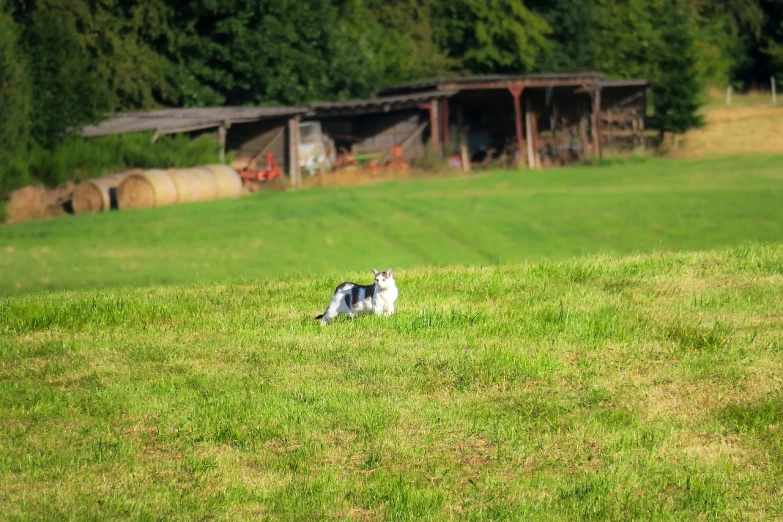 a dog sitting on top of a lush green field, happening, barn in the background, running cat, reportage photo, a white wolf