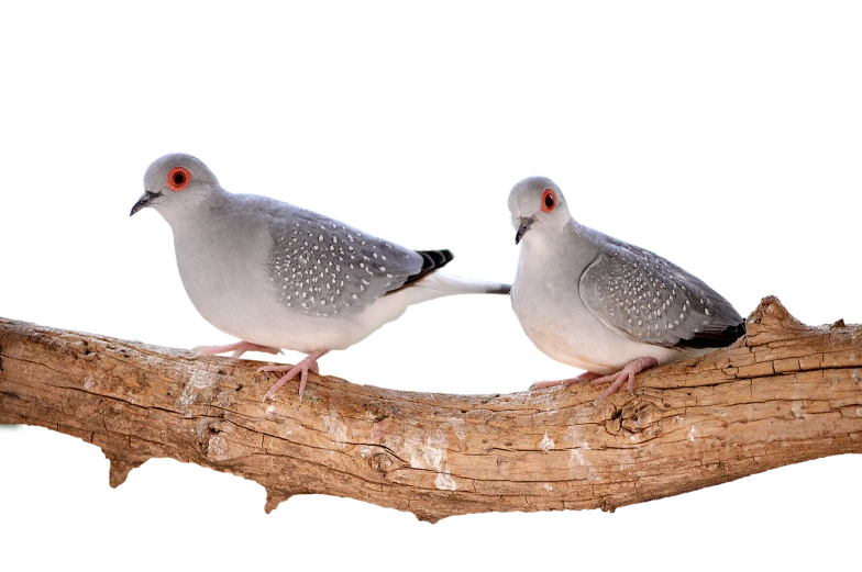 a couple of birds sitting on top of a tree branch, by Juan O'Gorman, shutterstock, arabesque, buzz cut gray hair, isolated on white, speckled, with a white muzzle