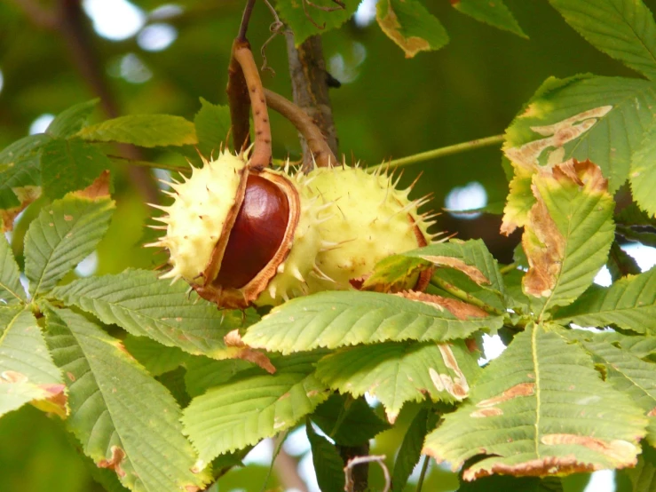 a close up of a fruit on a tree, by Susan Heidi, flickr, hurufiyya, chestnut hair, proteus vulgaris, spitfire, taken on a field view camera