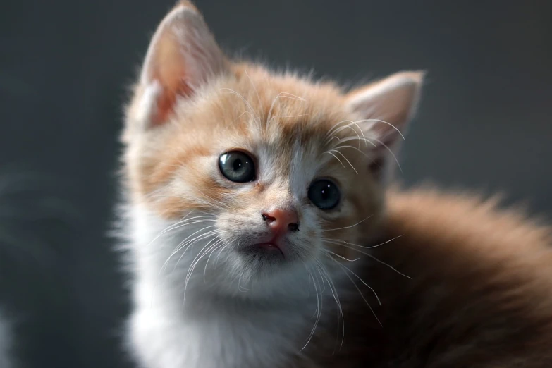 a close up of a kitten looking at the camera, a picture, flickr, photorealism, getty images, orange cat, very accurate photo, soft and detailed