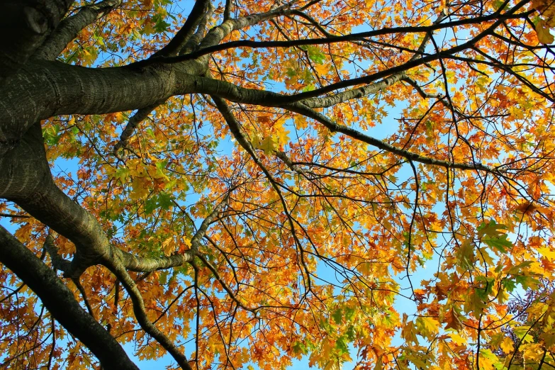 a clock mounted to the side of a tree, a photo, by David Garner, shutterstock, autumn colour oak trees, 3/4 view from below, canopy, amber and blue color scheme