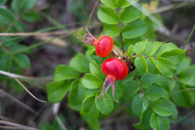 a close up of some red berries on a plant, rasquache, two small horn on the head, rose twining, wide shot photo