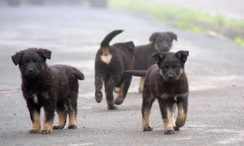 a group of puppies walking down a road, by Juergen von Huendeberg, pixabay, precisionism, misty and raining, german shepherd, take off, video still