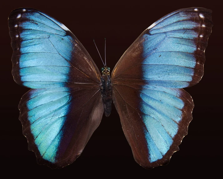 a close up of a butterfly on a black background, an illustration of, by Thomas Bock, flickr, hurufiyya, blue colored, photo still of posterior view, highly detaild 4k, full body close-up shot