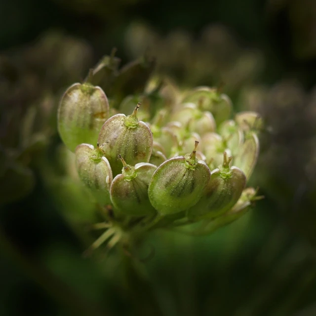 a close up of a bunch of flowers, a macro photograph, hurufiyya, densely packed buds of weed, pale green glow, small crown, aaron earley