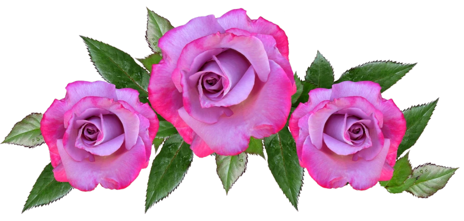 three pink roses with green leaves on a black background, a digital rendering, pixabay, purple and pink, head shot, edited, 😃😀😄☺🙃😉😗