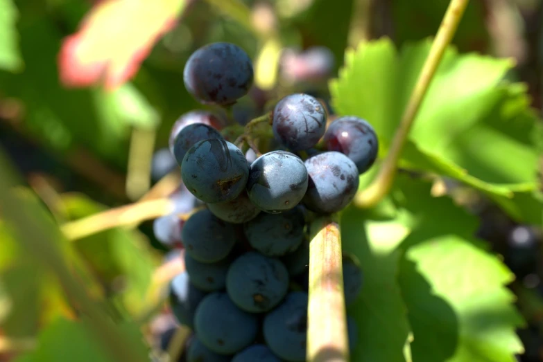 a close up of a bunch of grapes on a vine, by Leonard Bahr, flickr, blueish, 1 6 x 1 6, highres, depth of field”