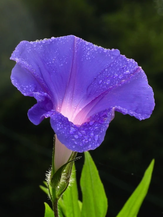 a purple flower with water droplets on it, a portrait, flickr, hurufiyya, morning glory flowers, angel's trumpet, glowing blue, superb detail 8 k