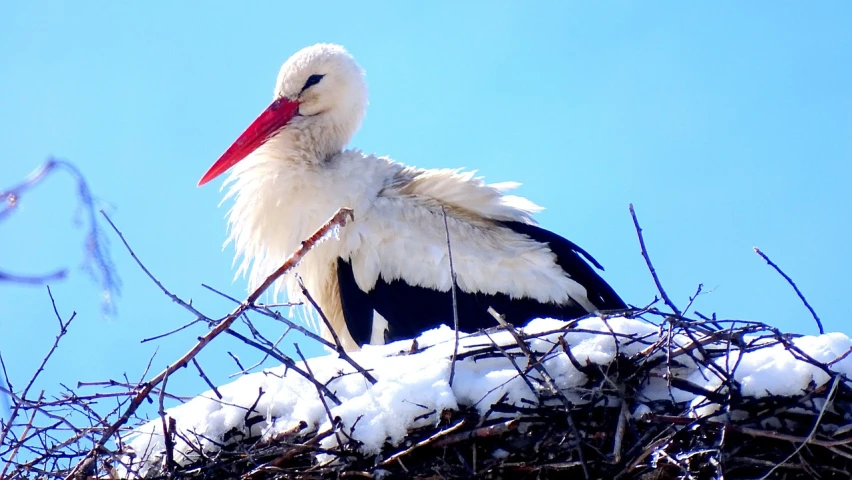 a stork sitting on top of a snow covered nest, by Slava Raškaj, flickr, springtime, serious business, pregnancy, smirking