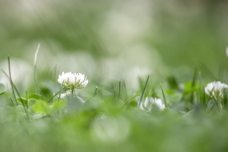 a white flower sitting on top of a lush green field, a macro photograph, by Etienne Delessert, clover, light scatter, on ground, focus in the foreground