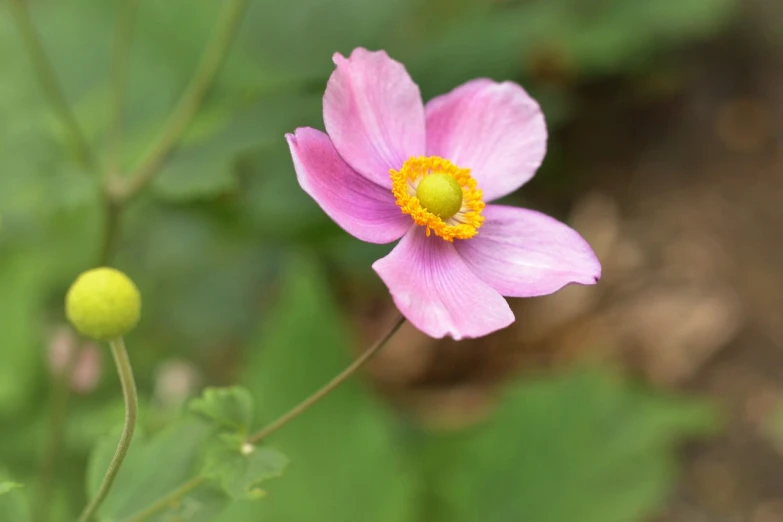 a close up of a pink flower with a yellow center, hurufiyya, anemone, pale pink grass, half turned around, pepper