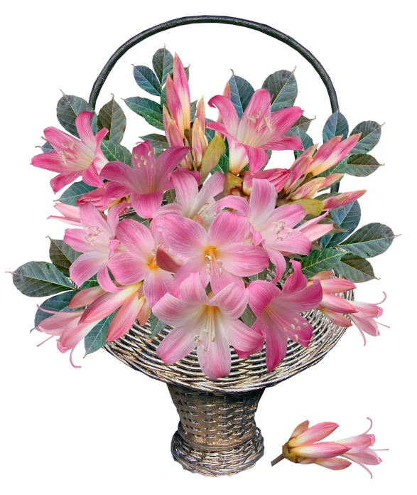 a basket filled with pink flowers on top of a table, a pastel, by George Barret, Jr., shutterstock contest winner, photorealism, exotic lily ears, !!award-winning!!, photorealistic hyperdetail, angel's trumpet