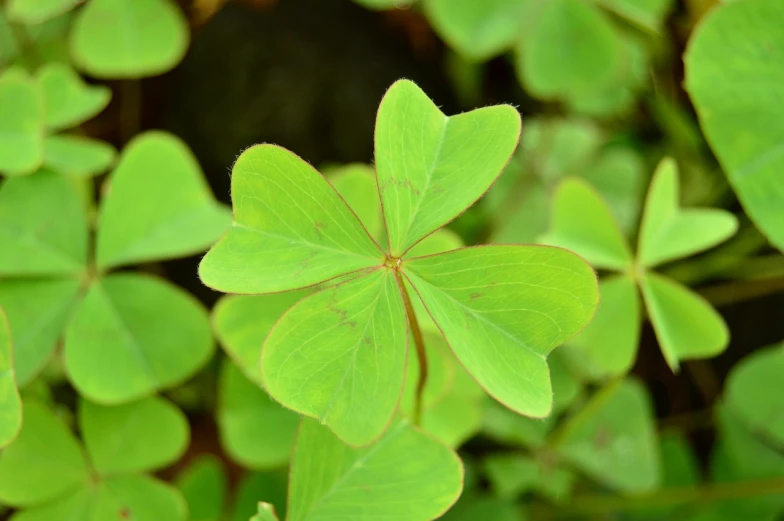 a close up of a green leafed plant, hurufiyya, background full of lucky clovers, trick, dlsr photo, istockphoto