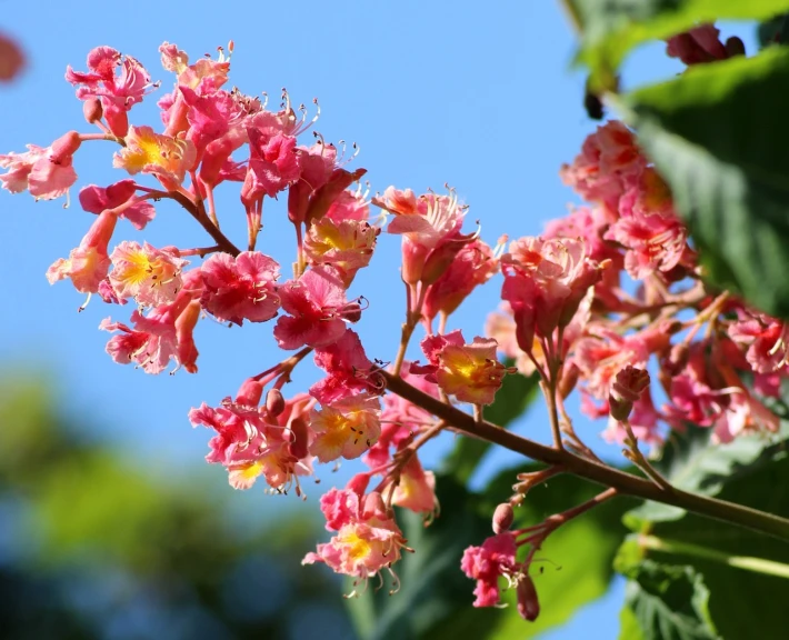 a close up of a flower on a tree, by Karl Völker, flickr, hurufiyya, raspberry banana color, blue sky, h. hydrochaeris, omina tachibana