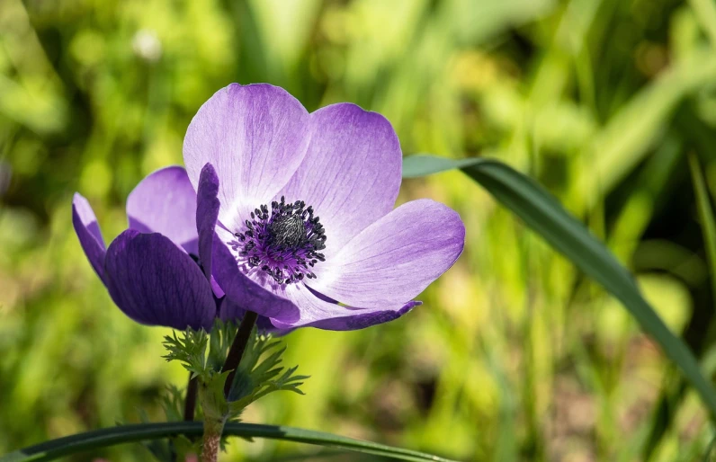 a close up of a purple flower in a field, a portrait, by Svetlin Velinov, pixabay, anemones, perfectly shaded, early spring, flowers grow from the body