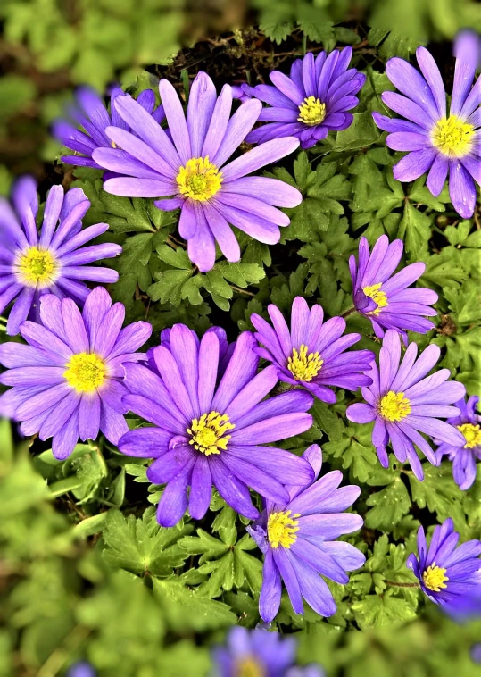 a close up of a bunch of purple flowers, a photo, by Harold von Schmidt, renaissance, 🌸 🌼 💮, daisy, lush garden leaves and flowers, restored color