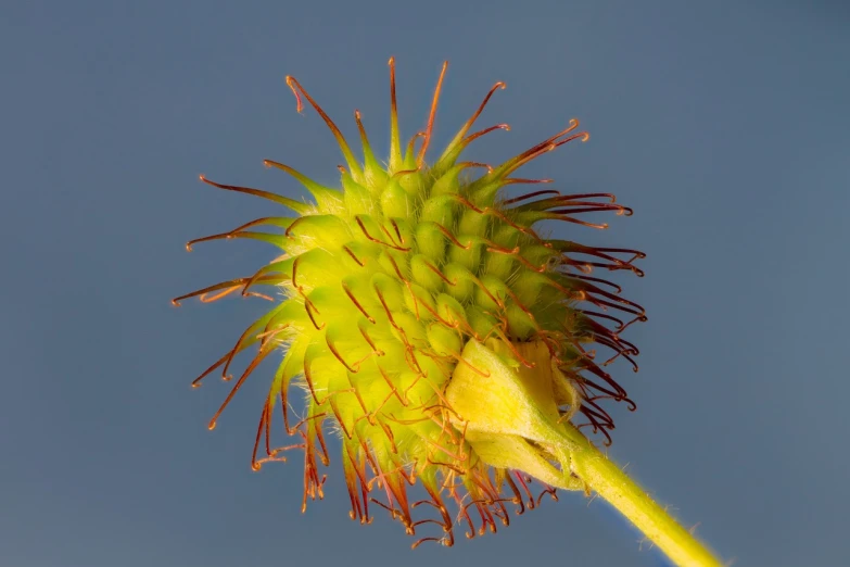 a close up of a plant with a blue sky in the background, a macro photograph, hurufiyya, flower sepals forming helmet, high detail product photo