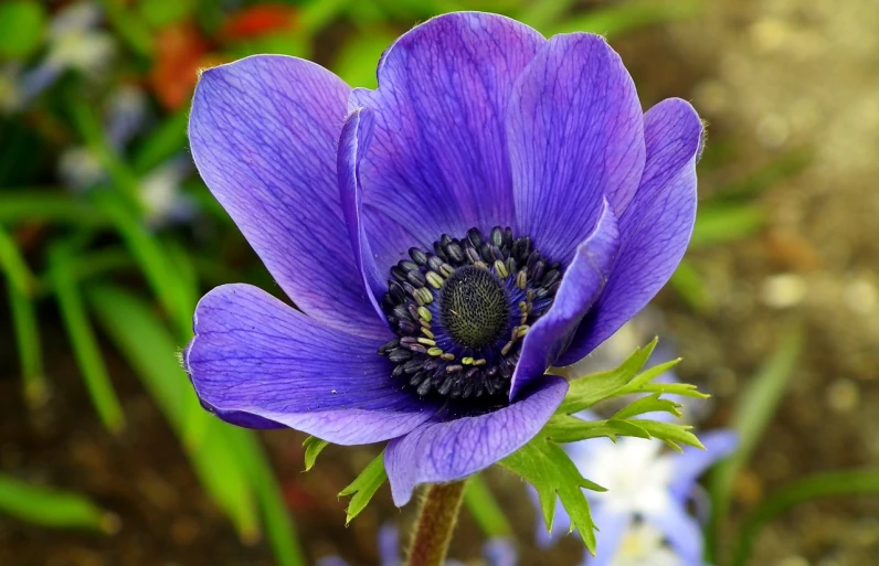 a close up of a purple flower with green leaves, a portrait, by Jim Nelson, flickr, anemones, blue and black color scheme)), various posed, beautiful flower