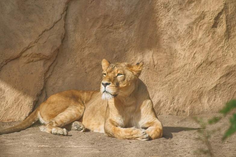 a lion laying on the ground in front of a rock wall, a portrait, figuration libre, focused on her neck, half - length photo