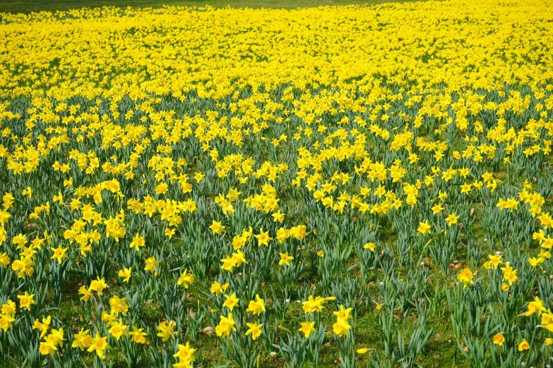 a field of yellow daffodils with trees in the background, by Richard Carline, color field, full of colour 8-w 1024, flowers sea everywhere, scarlet and yellow scheme, boston