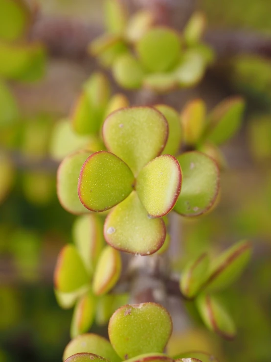 a close up of a plant with green leaves, by Robert Brackman, fairy circles, opal petals, shaped focus, sake