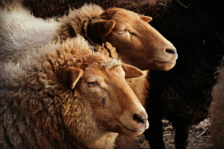 a couple of sheep standing next to each other, a portrait, renaissance, dramatic closeup composition, high contrast!, turkey, warm glow