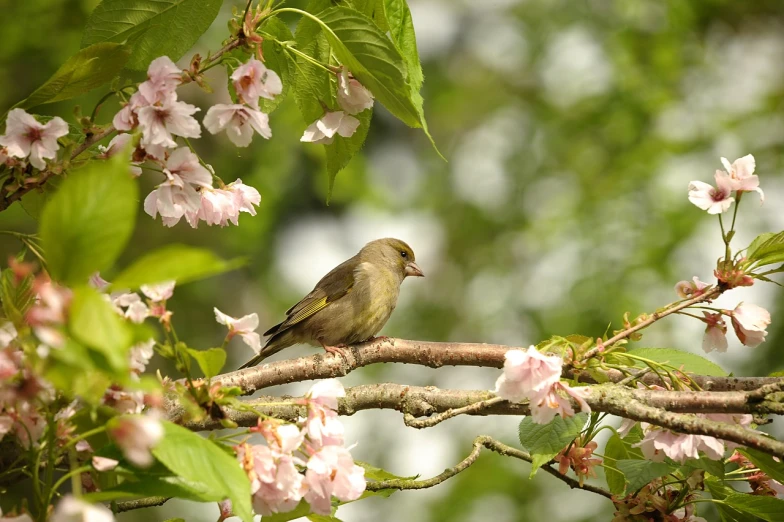 a small bird sitting on top of a tree branch, a picture, by Robert Brackman, shutterstock, sakura petals around her, in a gentle green dawn light, !! low contrast!!, olive