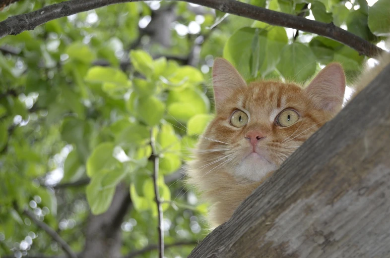a cat that is sitting in a tree, a picture, shutterstock, hr ginger, worms-eye-view, outdoor photo, cats and plants