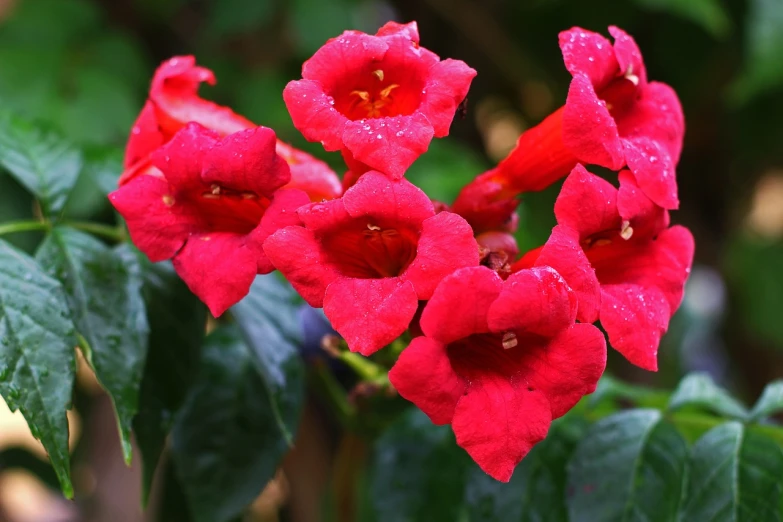 a close up of a bunch of red flowers, by Alexander Runciman, pixabay, hurufiyya, angel's trumpet, tamborine, bougainvillea, dew