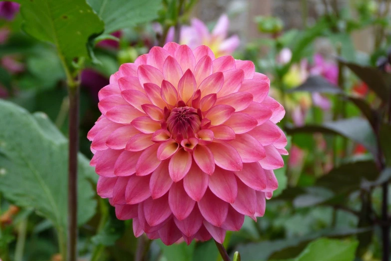 a close up of a pink flower with green leaves, flickr, arabesque, dahlias, beautiful flower, pink yellow flowers, various posed